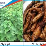 Cây củ gai – liệu pháp tự nhiên chữa vô sinh hiệu quả