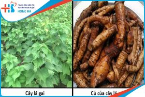 Cây củ gai – liệu pháp tự nhiên chữa vô sinh hiệu quả
