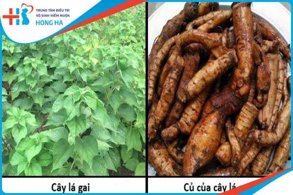 Cây củ gai – liệu pháp tự nhiên chữa vô sinh hiệu quả