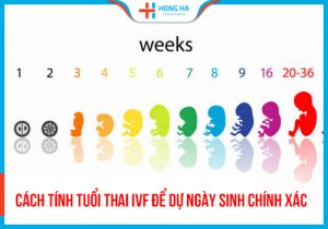 Cách tính tuổi thai IVF để dự ngày sinh có độ chính xác 99%