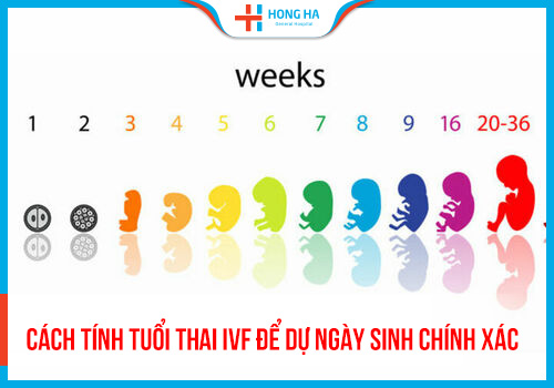 Cách tính tuổi thai IVF để dự ngày sinh có độ chính xác 99%