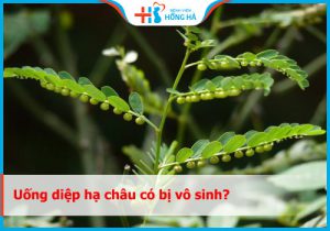 Uống diệp hạ châu có bị vô sinh không? Lợi ích thực sự là gì?