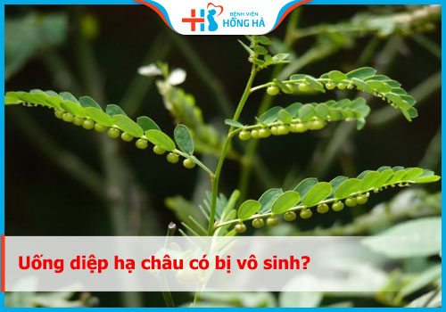 Uống diệp hạ châu có bị vô sinh không? Lợi ích thực sự là gì?
