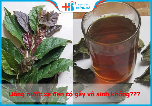 Cây xạ đen: Dược liệu chữa “bách bệnh” hay rước VÔ SINH vào người?