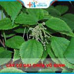 Đón con yêu sau vài tháng với bài thuốc từ củ gai – bạn đã biết?