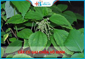 Đón con yêu sau vài tháng với bài thuốc từ củ gai – bạn đã biết?