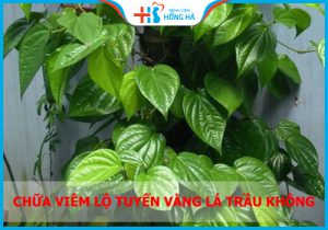 Lá trầu không chữa viêm cổ tử cung hiệu quả đến 90%