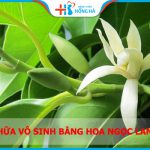 4 cách chữa vô sinh bằng Hoa Ngọc Lan hiệu quả, an toàn