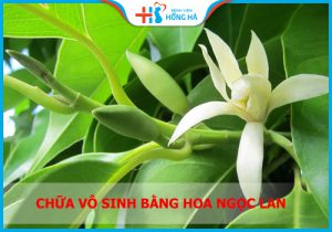 4 cách chữa vô sinh bằng Hoa Ngọc Lan hiệu quả, an toàn