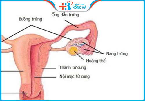 nang hoàng thể là gì