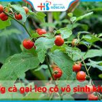Uống cà gai leo có vô sinh không? Ảnh hưởng sinh sản thế nào?