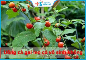 Uống cà gai leo có vô sinh không? Ảnh hưởng sinh sản thế nào?