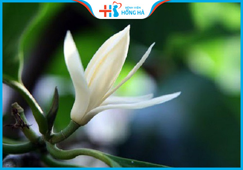 cây thuốc chữa vô sinh hoa ngọc lan