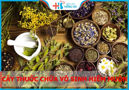 Điểm danh các loài cây thuốc chữa vô sinh hiếm muộn cho cả NAM và NỮ