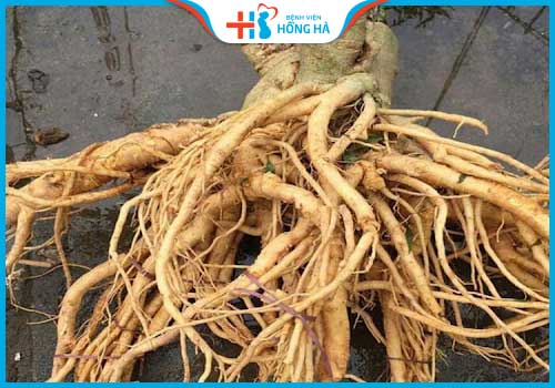 cây thuốc trị vô sinh đinh lăng