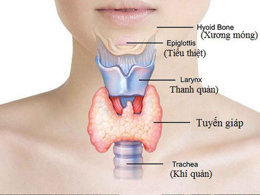 Suy giáp: Dấu hiệu, nguyên nhân, cách điều trị bệnh.