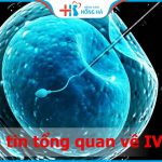 IVF là gì? 5 bước cơ bản trong quy trình IVF hiện nay
