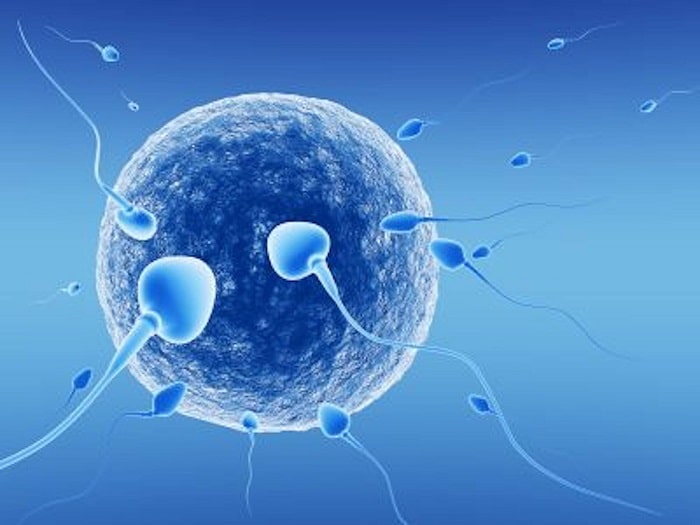 Sau đó tinh trùng sẽ được rã đông và tiến hành các bước thực hiện bơm tinh trùng vào buồng tử cung của người phụ nữ.