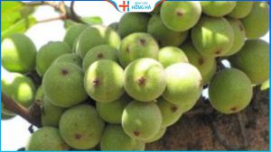 95% bà bầu chọn những loại quả này để bổ sung dinh dưỡng cho thai nhi