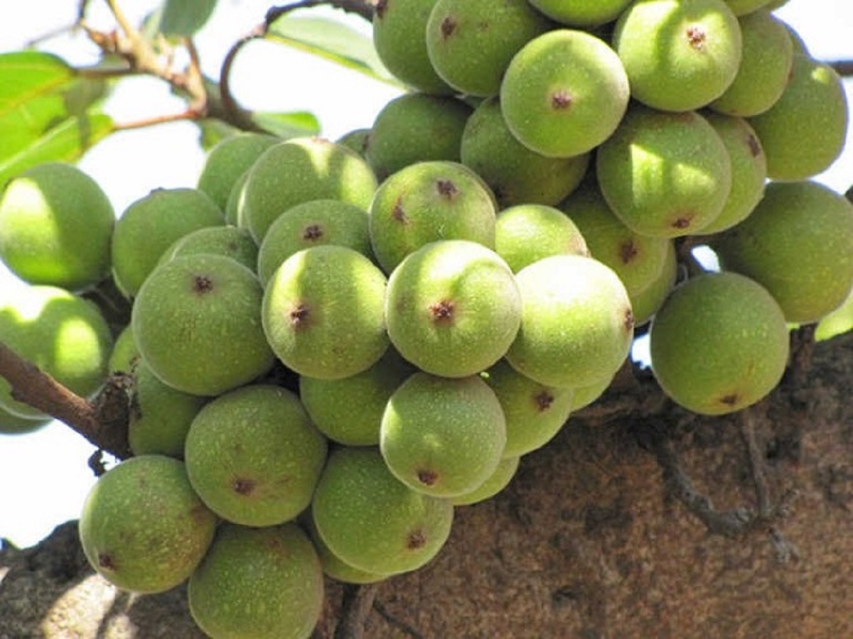 Indian Fig Fruit