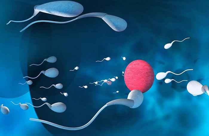 IUI là phương pháp bơm tinh trùng vào tử cung để thụ thai