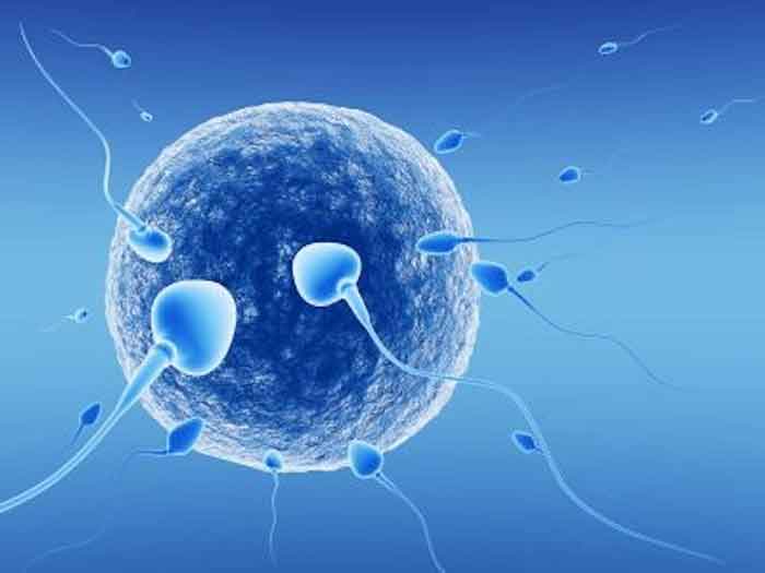 Phương pháp thụ tinh nhân tạo được thực hiện bằng cách bơm tinh trùng vào tử cung