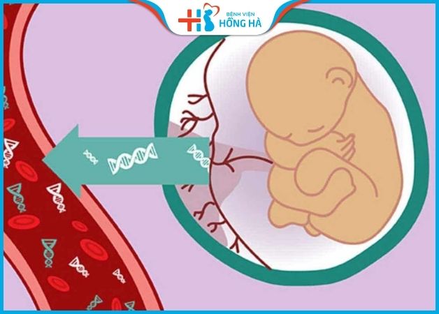 Xét nghiệm NIPT giúp phát hiện những bất thường của thai nhi liên quan đến nhiễm sắc thể