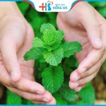 Bạc hà gây vô sinh đúng hay sai? Lời giải đáp của chuyên gia dinh dưỡng