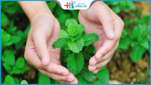 Bạc hà gây vô sinh đúng hay sai? Lời giải đáp của chuyên gia dinh dưỡng