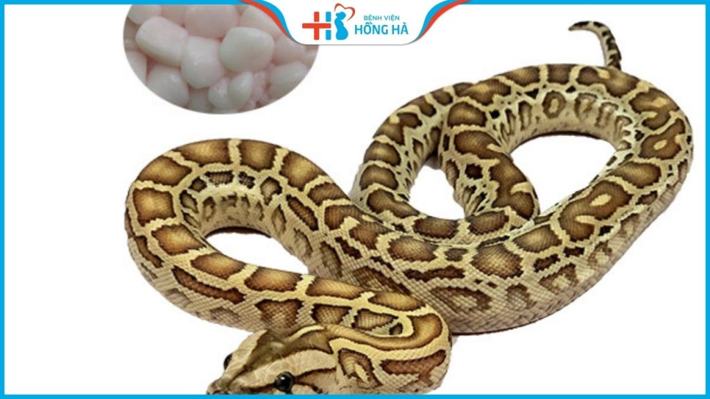 Thực hư thông tin mỡ trăn gây vô sinh