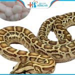 Thực hư thông tin mỡ trăn gây vô sinh