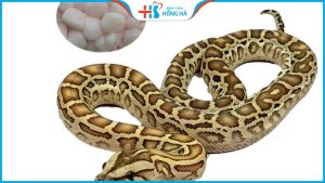 Thực hư thông tin mỡ trăn gây vô sinh