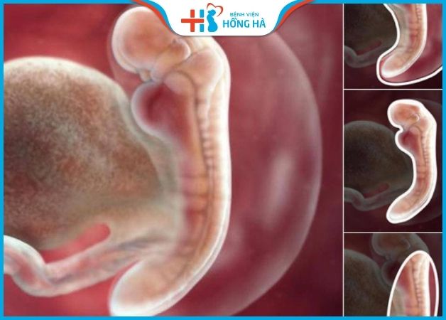 Tính tuổi thai khi thụ tinh nhân tạo từ thời điểm bơm tinh trùng vào tử cung