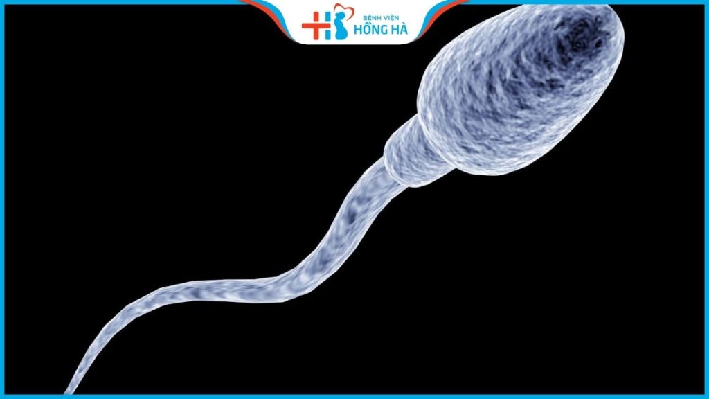 Hỏi đáp: Tinh trùng sống được bao lâu sau khi nam giới xuất tinh