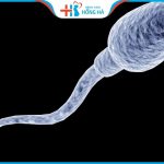 Hỏi đáp: Tinh trùng sống được bao lâu sau khi nam giới xuất tinh