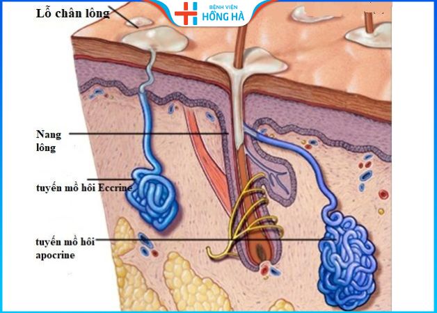 Tuyến mồ hôi nách nằm ở đâu? Cách kiểm soát tăng tiết mồ hôi tại nhà