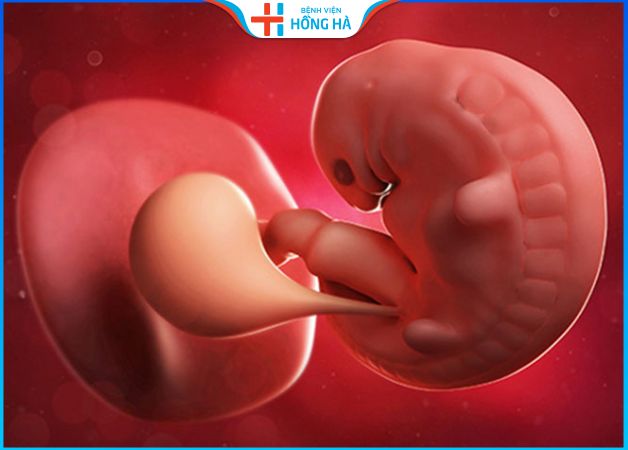 8 Dấu hiệu thai phát triển tốt 3 tháng đầu