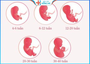 Kích thước thai nhi theo tuần – Chỉ số quan trọng cho thấy thai nhi phát triển tốt