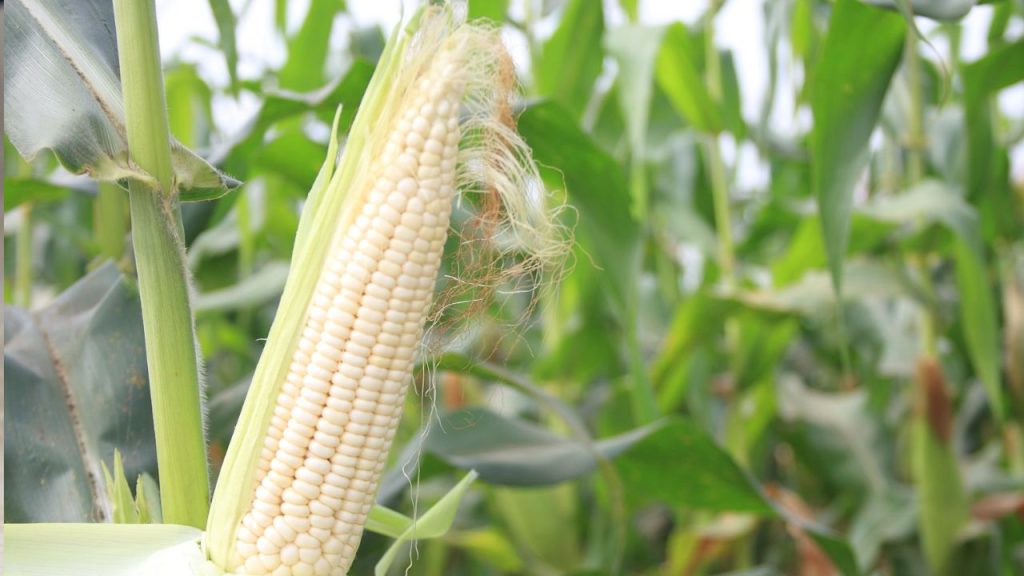 Vết thương hở có được ăn ngô nếp không